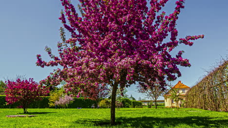Time-lapse-of-malus-floribunda-tree-in-Blooming-season