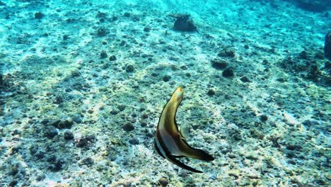 Teira-Fledermausfisch,-Der-Anmutig-Unter-Dem-Meer-Schwimmt