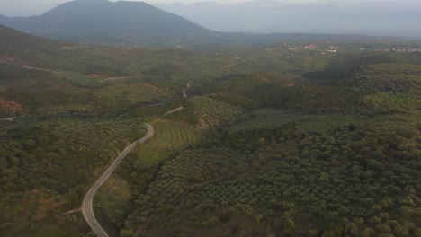 An-aerial-view-of-olive-fields-with-a-curvy-road-in-the-middle