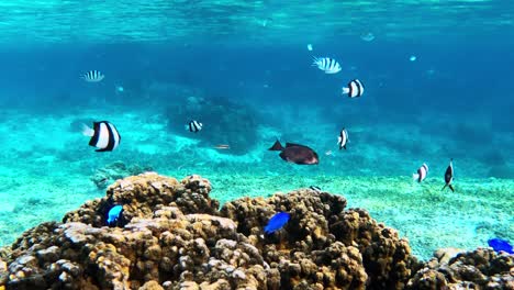 Gruppe-Von-Rifffischen,-Die-über-Korallen-Im-Kristallklaren-Ozean-Schwimmen