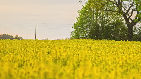 Yellow-color-rapeseed-field-on-sunny-warm-summer-day,-fusion-time-lapse