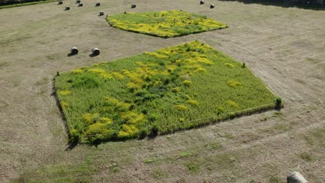 Conservation-Area-In-Field-Protected-Land-Aerial-View-Summer-Flowers