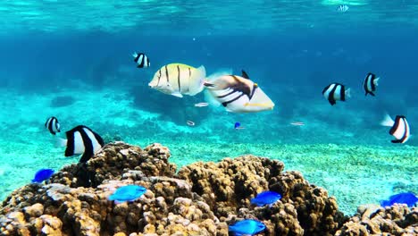Tropical-Reef-Fishes-Swimming-Above-Coral-In-Crystal-Clear-Ocean