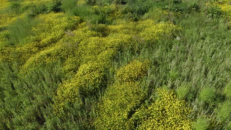 Wildgebiet-Butterblume-Blume-Gelb-Grün-Gerste-Landwirtschaft-Luftbild