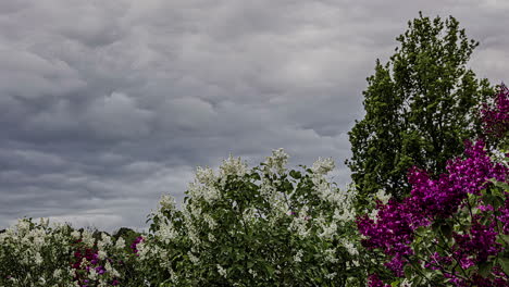 Beautiful-White-And-Purple-Lilac-Flowers-Blowing-In-The-Wind-Under-Cloudy-Sky