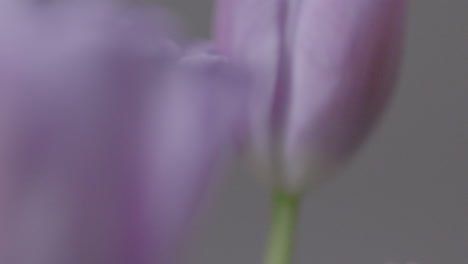 Close-up-of-beautiful-purple-tulips-standing-on-a-table-in-a-vase