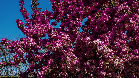 Tolle-Zeitrafferaufnahme-Von-Kirschblüten-Im-Wind-Bei-Strahlend-Blauem-Himmel