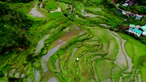 Tilt-up-drone-shot-of-wet-rice-paddy-fields-in-the-Phillipine-mountains