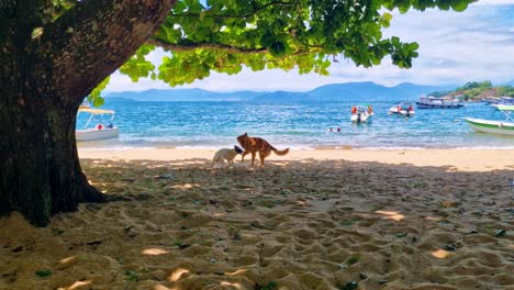 Zwei-Hunde-Spielen-Am-Strand-Im-Schatten-Unter-Einem-Großen-Baum-Mit-Booten-Im-Hintergrund