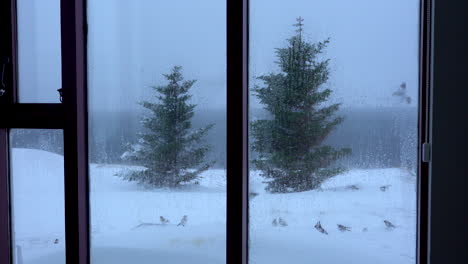 Vögel-Finden-Nahrung-In-Windigem-Schneesturm,-Blick-Durch-Fenster