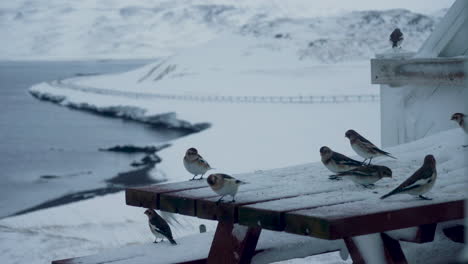 Snow-buntings-flock-gathering-on-snowy-table,-eating-seeds