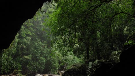 View-of-the-rainforest-from-inside-the-Natural-Bridge-cave,-Springbrook-National-Park,-Gold-Coast-Hinterland,-Australia