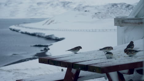 Flock-of-snow-bunting-birds-eating-seeds-on-snowy-table,-medium-shot