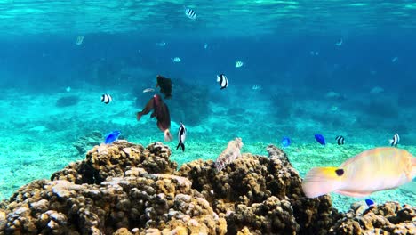 Colorful-tropical-reef-fish-swimming-below-the-waves