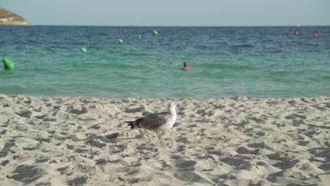 Seagull-on-Beach-in-Magaluf-During-a-Sunny-Day