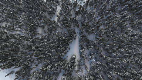 Aerail-Von-Oben-Nach-Unten-Geschossen-Von-Schneebedeckten-Bäumen-In-Den-Colorado-Rocky-Mountains