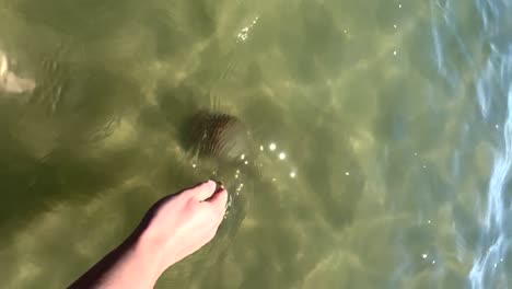 Picking-up-a-cannonball-jellyfish-out-of-emerald-green-water-in-Avon,-North-Carolina-SloMotion
