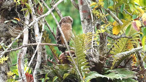 Buffy-Fish-Owl-Bird-Perching-with-a-Baby-Juvenile-Hidden-Under-Green-Fern's-Leaves-In-Nest