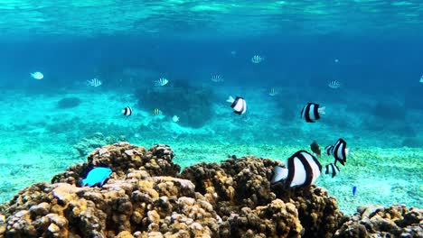 Colorful-Reef-Fishes-Swimming-Above-Coral-Under-The-Ocean