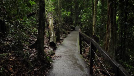 Walking-trail-in-Natural-Bridge,-Springbrook-National-Park,-Gold-Coast-Hinterland,-Australia