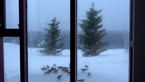 Winter-birds-feeding,-view-through-window-with-two-trees