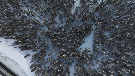 Aerail-top-down-shot-of-snow-covered-trees-in-the-Colorado-Rocky-Mountains