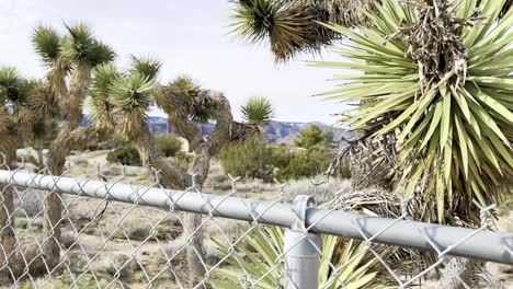 A-slow-rising-shot-from-behind-a-chain-link-fence-revealing-gorgeous-large-Joshua-Trees-in-a-desert-environment-and-snow-covered-mountains-in-the-background