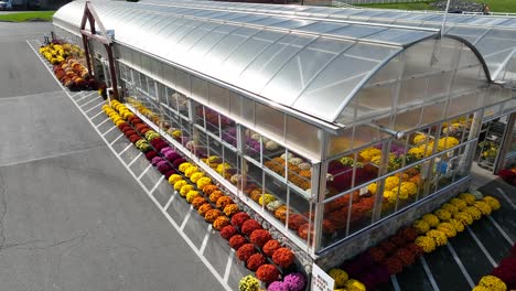Greenhouse-with-fall-mums,-chrysanthemum-for-sale