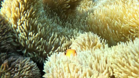 Cute-Clownfish-Peaking-Out-Of-Anemone-In-Crystal-Clear-Waters---Close-up