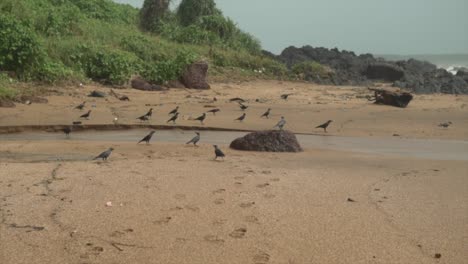 Small-flock-of-black-birds-resting-on-the-sand-at-a-rocky-beach-with-green-grass-in-the-background