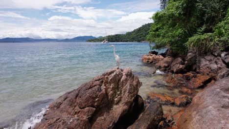 Parallax-shot-of-a-white-crane-standing-on-top-of-a-rock-in-a-beach-in-Ilha-Grande,-Rio-de-Janeiro,-Brazil