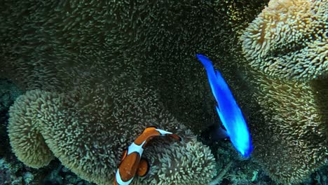 Nemo-Und-Dory-Verstecken-Sich-In-Einer-Anemone---Unterwasseraufnahme-Aus-Nächster-Nähe