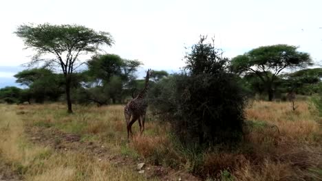 Giraffe-ran-away-from-the-safari-car-driving-by,-a-wild-animal-escaping-into-the-bushes