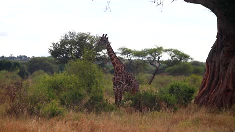 Standing-wild-giraffe-eating-leaves-from-a-tree-in-the-savannah-of-Tarangire-National-Park,-Tanzania
