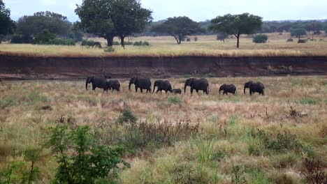 Family-of-african-elephants-walking-in-line-in-the-African-savanna-landscape