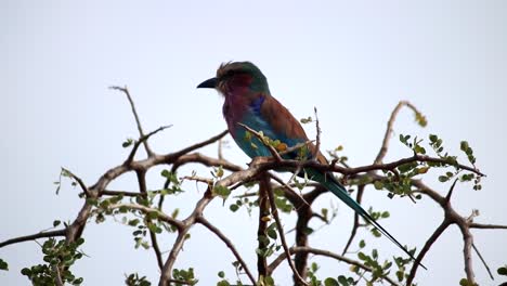 Zoomed-close-up-of-the-African-Lilac-breasted-roller-bird-perched-on-a-spiked-tree-branch