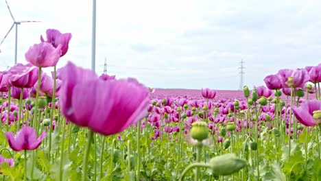 Beautiful-Field-Of-Pink-Poppies-In-Bloom