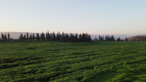 Drohne-Niedrige-überführung-Der-üppigen-Grünen-Landschaft-In-Richtung-Bäume,-Israel,-Golanhöhen