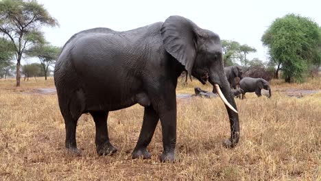Volle-Aufnahme-Eines-Großen-Erwachsenen-Elefanten,-Der-Die-Ohren-Schüttelt,-Während-Er-Gras-Frisst,-Tarangire