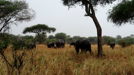 Establecedor-Amplia-Vista-De-Elefantes-Comiendo-En-Un-Día-Lluvioso-Por-árboles-De-Acacia