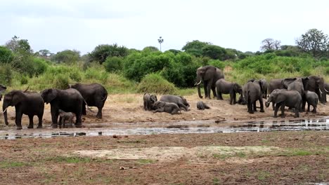 Huge-gather-of-African-elephants-of-all-ages-playing-in-the-mud-close-to-a-waterhole-in-the-African-savannah-of-Tanzania