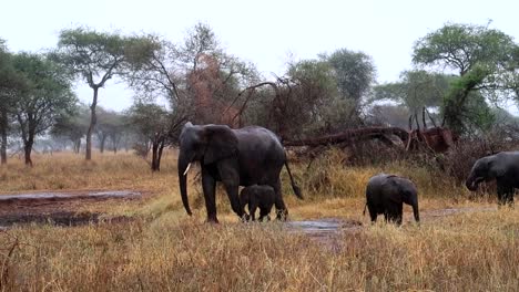 Neugeborenes-Elefantenkalb-Unter-Dem-Bauch-Seiner-Mama,-Das-Sich-Vor-Regen-In-Der-Savanne-Schützt