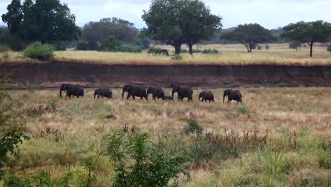 Typical-safari-scene-of-a-family-of-African-elephants-walking-together-in-line-through-the-savannah