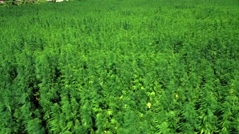 Hemp-Plants-In-The-Plantation-Swaying-With-The-Wind