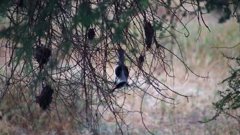 Afrikanischer-Rotschnabeliger-Nashornvogel,-Der-Auf-Einem-Baumzweig-Thront-Und-Nach-Beeren-Sucht