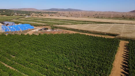 Drohnenansicht-Zurückziehen,-Apfelbaum-Und-Nektarinenfarm-Mit-Verpackungsbehältern,-Israel