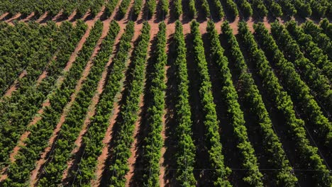 Nectarine-farm-with-rows-of-green-trees-growing-and-trellising,-Israel,-flyover