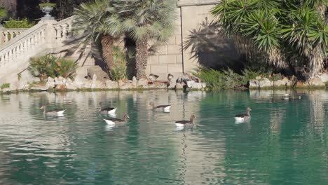 Geese-swimming-in-Gaudi's-Fountain-in-Parc-de-la-Ciutadella,-Barcelona,-Spain
