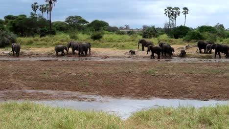 Schwenks,-Der-Eine-Große-Familie-Afrikanischer-Elefanten-Zeigt,-Die-Zusammen-Im-Schlammigen-Gelände-Der-Savanne-Stehen