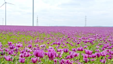 Sweeping-View-Of-Flower-Field-With-Purple-Poppies-And-Wind-Turbines